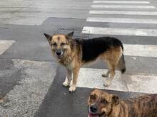 MARIO, Hund, Deutscher Schäferhund-Mix in Italien - Bild 26