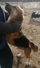 FARON, Hund, Deutscher Schäferhund-Mix in Ungarn - Bild 10