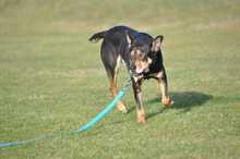 ZENIT, Hund, Mischlingshund in Polen - Bild 4