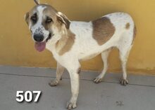 TOLO, Hund, Herdenschutzhund-Mix in Spanien - Bild 7