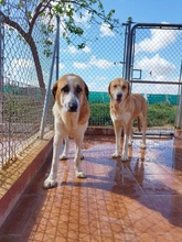 TOLO, Hund, Herdenschutzhund-Mix in Spanien - Bild 8