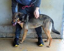 ALVIS, Hund, Mischlingshund in Italien - Bild 10