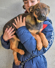 ALVIS, Hund, Mischlingshund in Italien - Bild 12