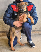 ALVIS, Hund, Mischlingshund in Italien - Bild 2