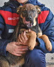 ALVIS, Hund, Mischlingshund in Italien - Bild 3