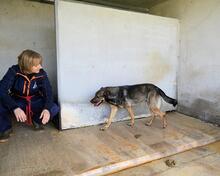 ALVIS, Hund, Mischlingshund in Italien - Bild 5
