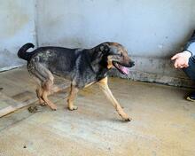 ALVIS, Hund, Mischlingshund in Italien - Bild 7