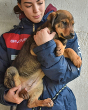 ANNELENE, Hund, Mischlingshund in Osnabrück - Bild 6