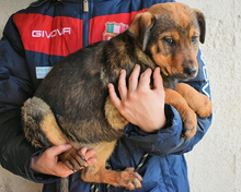 ANNELENE, Hund, Mischlingshund in Osnabrück - Bild 7