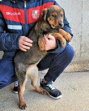 ANNELENE, Hund, Mischlingshund in Osnabrück - Bild 8