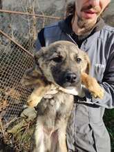 RIAD, Hund, Mischlingshund in Rumänien - Bild 1