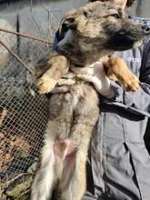RIAD, Hund, Mischlingshund in Rumänien - Bild 2