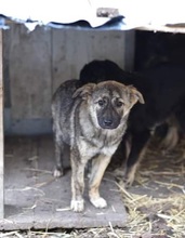 RIAD, Hund, Mischlingshund in Rumänien - Bild 3