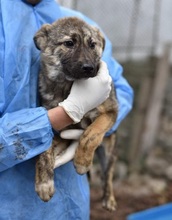 RIAD, Hund, Mischlingshund in Rumänien - Bild 4