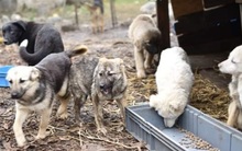 RIAD, Hund, Mischlingshund in Rumänien - Bild 5