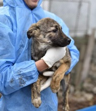 RIAD, Hund, Mischlingshund in Rumänien - Bild 6