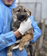 RIAD, Hund, Mischlingshund in Rumänien - Bild 7