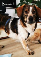 GRACEY, Hund, Mischlingshund in Buchdorf - Bild 1