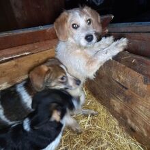 GRACEY, Hund, Mischlingshund in Buchdorf - Bild 10