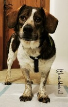 GRACEY, Hund, Mischlingshund in Buchdorf - Bild 4