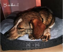 GRACEY, Hund, Mischlingshund in Buchdorf - Bild 6