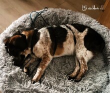 GRACEY, Hund, Mischlingshund in Buchdorf - Bild 8