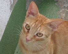 DYLAN, Katze, Europäisch Kurzhaar in Spanien - Bild 3