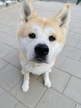AIKIDO, Hund, Mischlingshund in Slowakische Republik - Bild 14