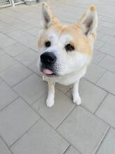 AIKIDO, Hund, Mischlingshund in Slowakische Republik - Bild 15