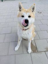 AIKIDO, Hund, Mischlingshund in Slowakische Republik - Bild 18