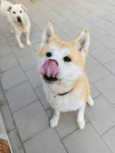 AIKIDO, Hund, Mischlingshund in Slowakische Republik - Bild 19