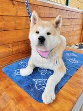 AIKIDO, Hund, Mischlingshund in Slowakische Republik - Bild 23