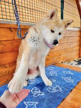 AIKIDO, Hund, Mischlingshund in Slowakische Republik - Bild 27