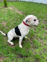 TAJA, Hund, American Staffordshire Terrier-Mix in Zweibrücken - Bild 4