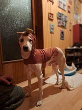 BAILEY, Hund, Mischlingshund in Bulgarien - Bild 3