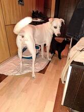 BAILEY, Hund, Mischlingshund in Bulgarien - Bild 5