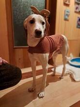 BAILEY, Hund, Mischlingshund in Bulgarien - Bild 8
