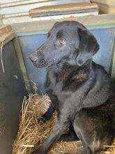 GLORY, Hund, Mischlingshund in Rumänien - Bild 3