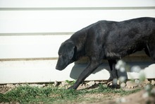 GLORY, Hund, Mischlingshund in Rumänien - Bild 5