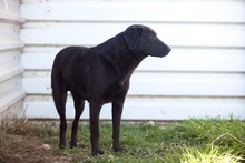 GLORY, Hund, Mischlingshund in Rumänien - Bild 6