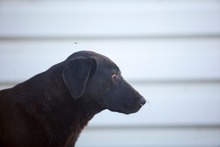 GLORY, Hund, Mischlingshund in Rumänien - Bild 7