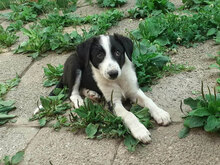 POLLY, Hund, Mischlingshund in Bulgarien - Bild 2