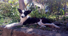 DARA, Hund, Mischlingshund in Bulgarien - Bild 3