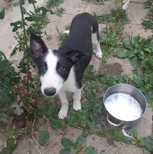 DARA, Hund, Mischlingshund in Bulgarien - Bild 5