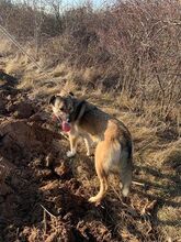 ADRIANA, Hund, Mischlingshund in Bulgarien - Bild 1