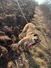 ADRIANA, Hund, Mischlingshund in Bulgarien - Bild 3