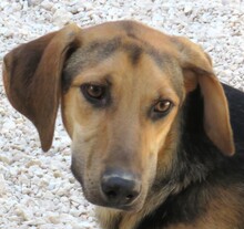 RASKO, Hund, Mischlingshund in Zypern - Bild 1