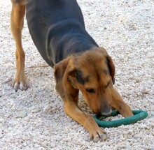 RASKO, Hund, Mischlingshund in Zypern - Bild 3