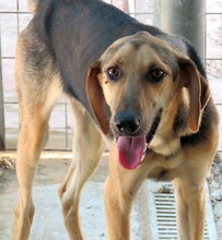 RASKO, Hund, Mischlingshund in Zypern - Bild 4