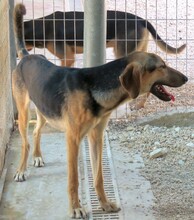 RASKO, Hund, Mischlingshund in Zypern - Bild 5